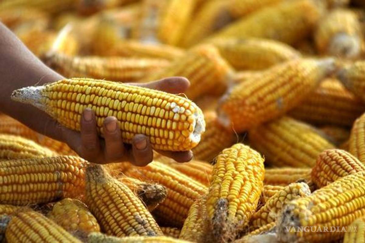 Inviable que coexistan transgénicos y productos nativos, dicen científicos