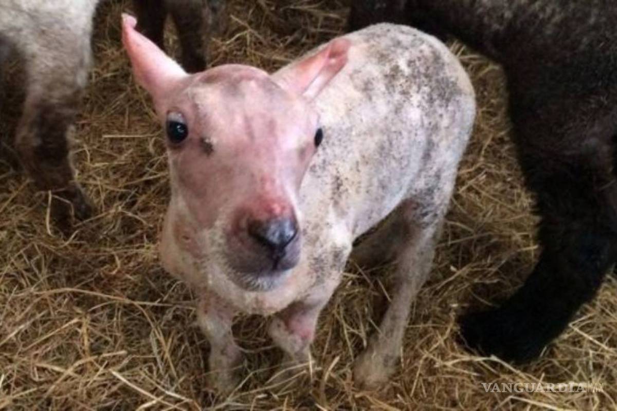 Cordero nacido sin lana recibe un abrigo en Reino Unido