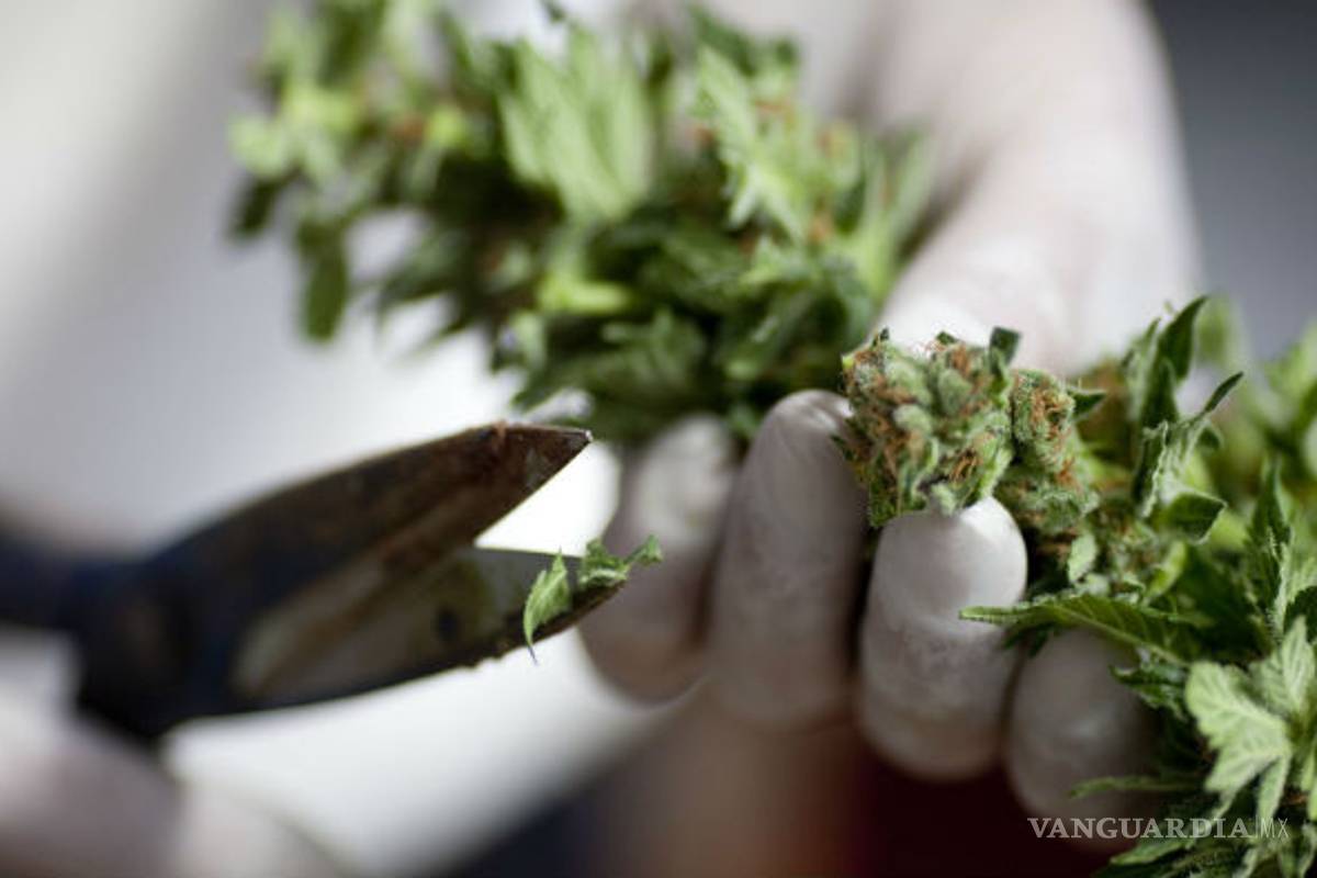 Lo que debes saber de la iniciativa sobre la mariguana de Morena, qué se permite y qué no