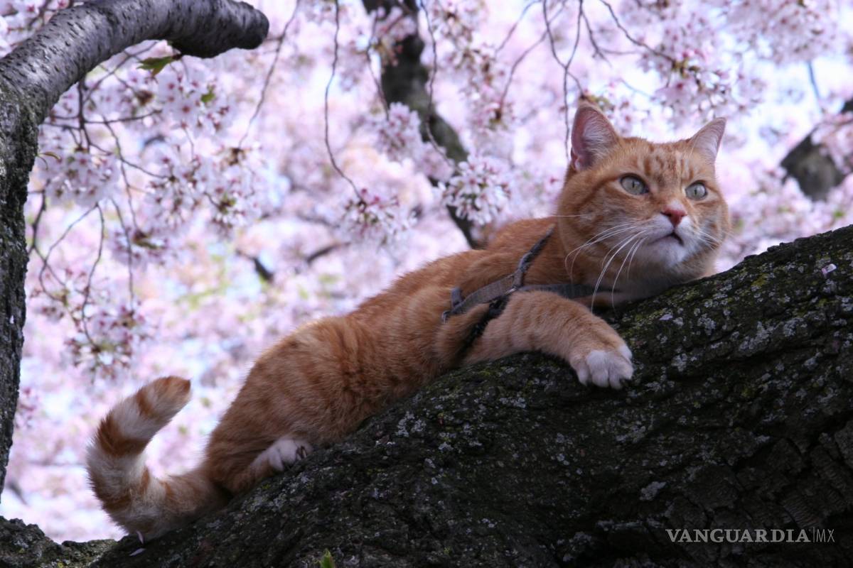 ¿Cuántos gatos viven en la calle?, en Washington van a realizar un censo