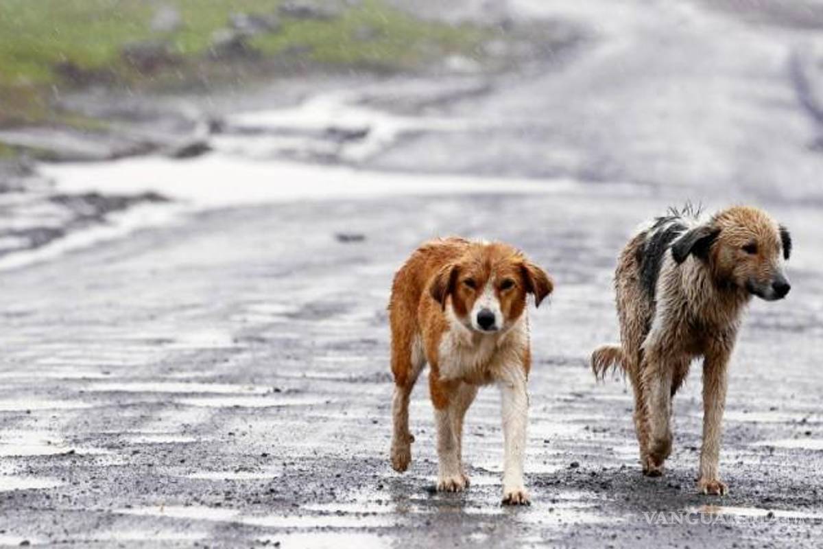 Abandono de mascotas aumentó en 15% durante pandemia