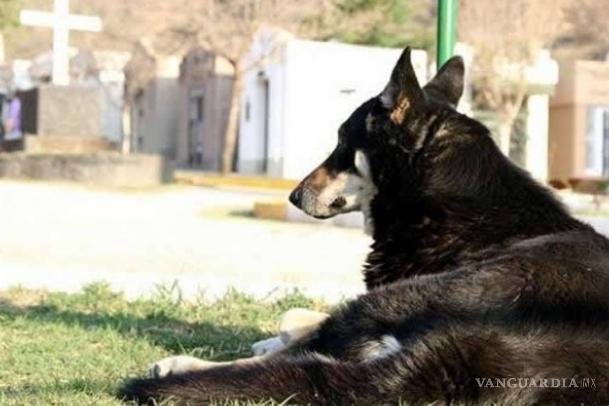 Murió ‘Capitán’, perro que visitó durante 11 años la tumba de su amado dueño