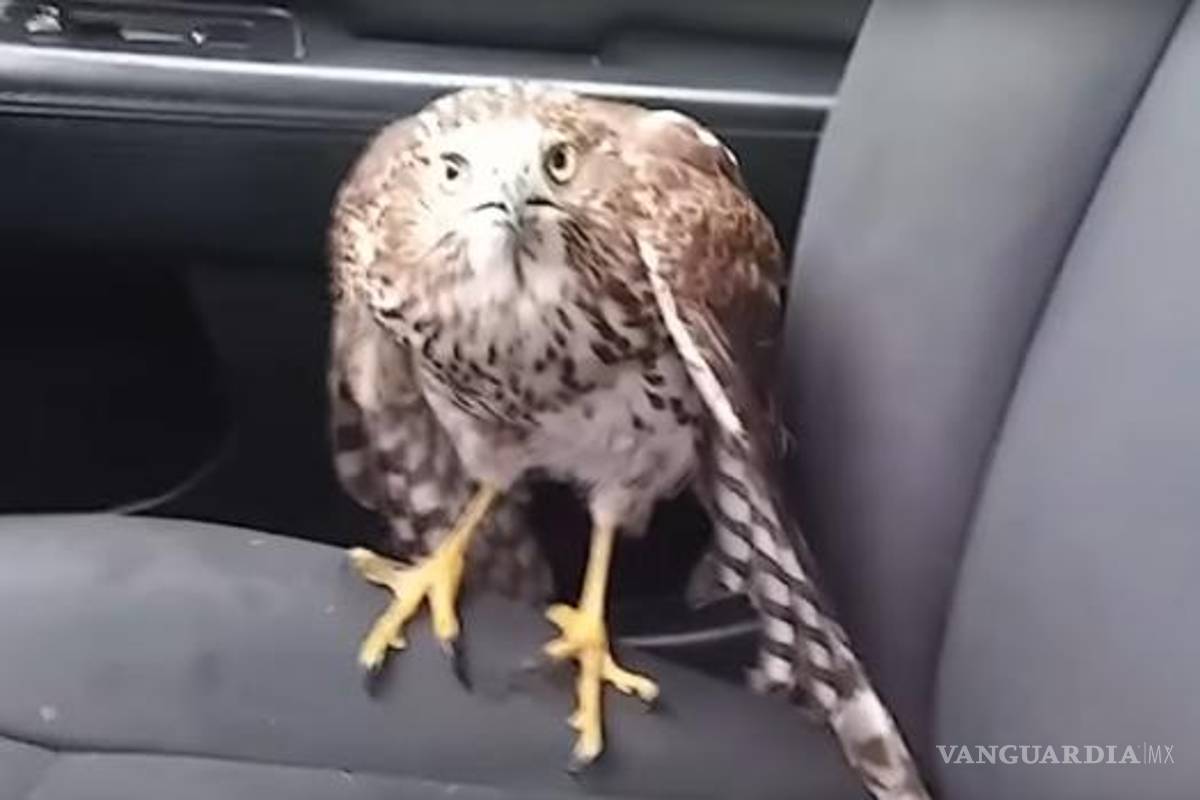 Halcón pide 'aventón' a taxista durante el huracán 'Harvey' (video)