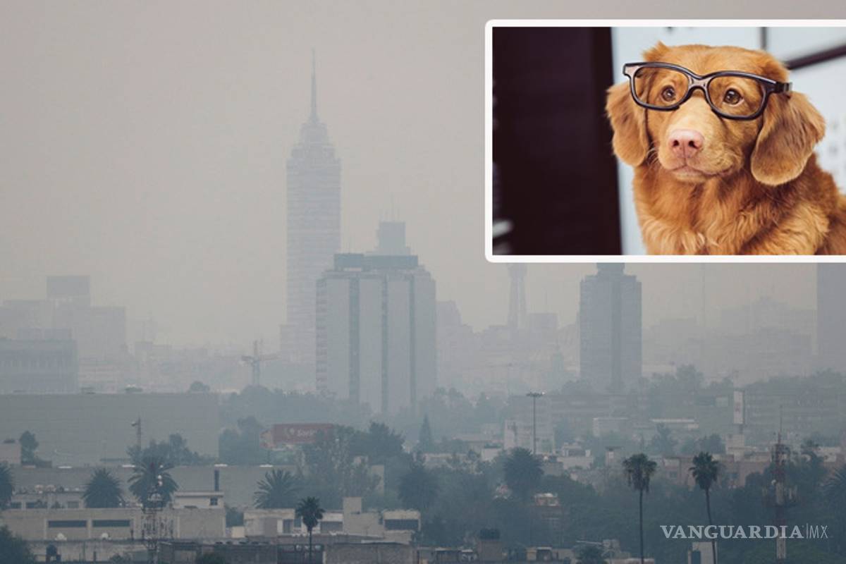 UNAM emite recomendaciones para cuidar a mascotas en Contingencia Ambiental en CdMx