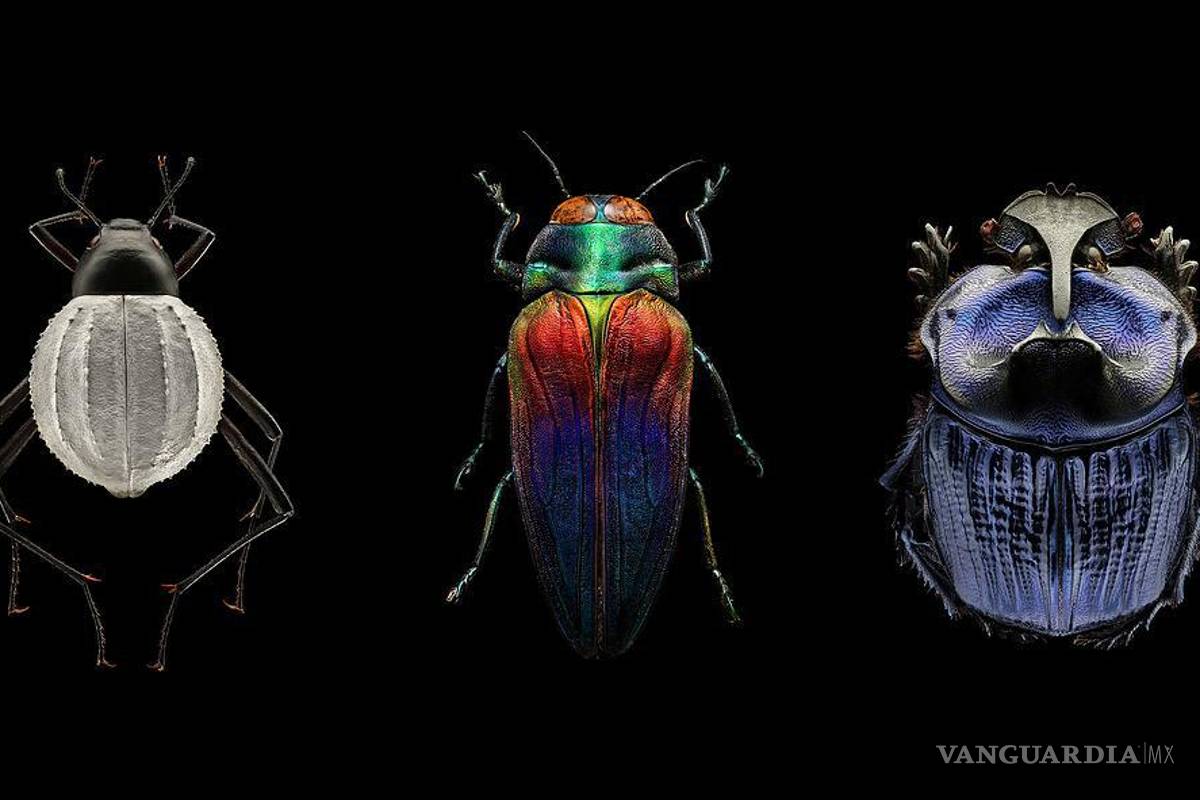 ¿Quién es Levon Biss? El fotógrafo que hace gigantes a los insectos y expondrá en Saltillo