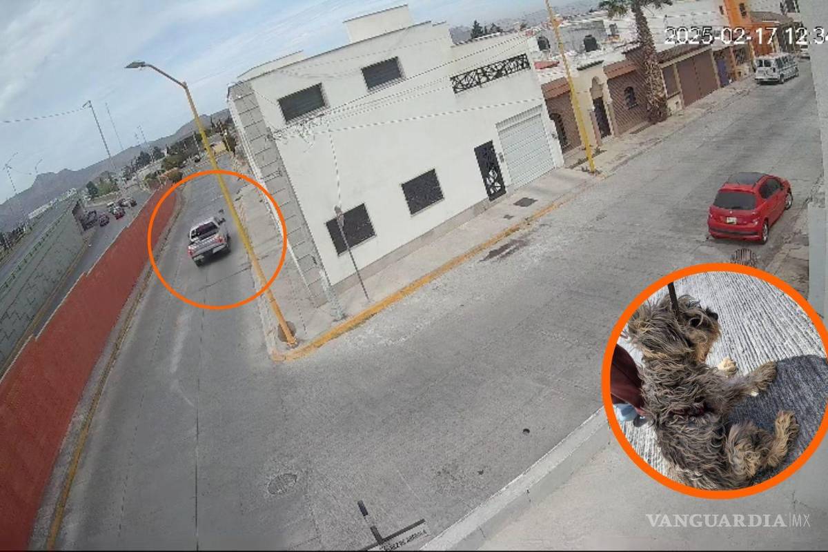 Atropella a perrito al sur de Saltillo y lo exponen en redes sociales (video)