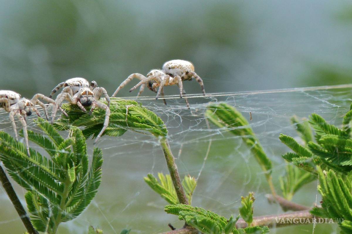 Madre sacrificada: conoce a la araña que ofrece su cuerpo de alimento para sus crías