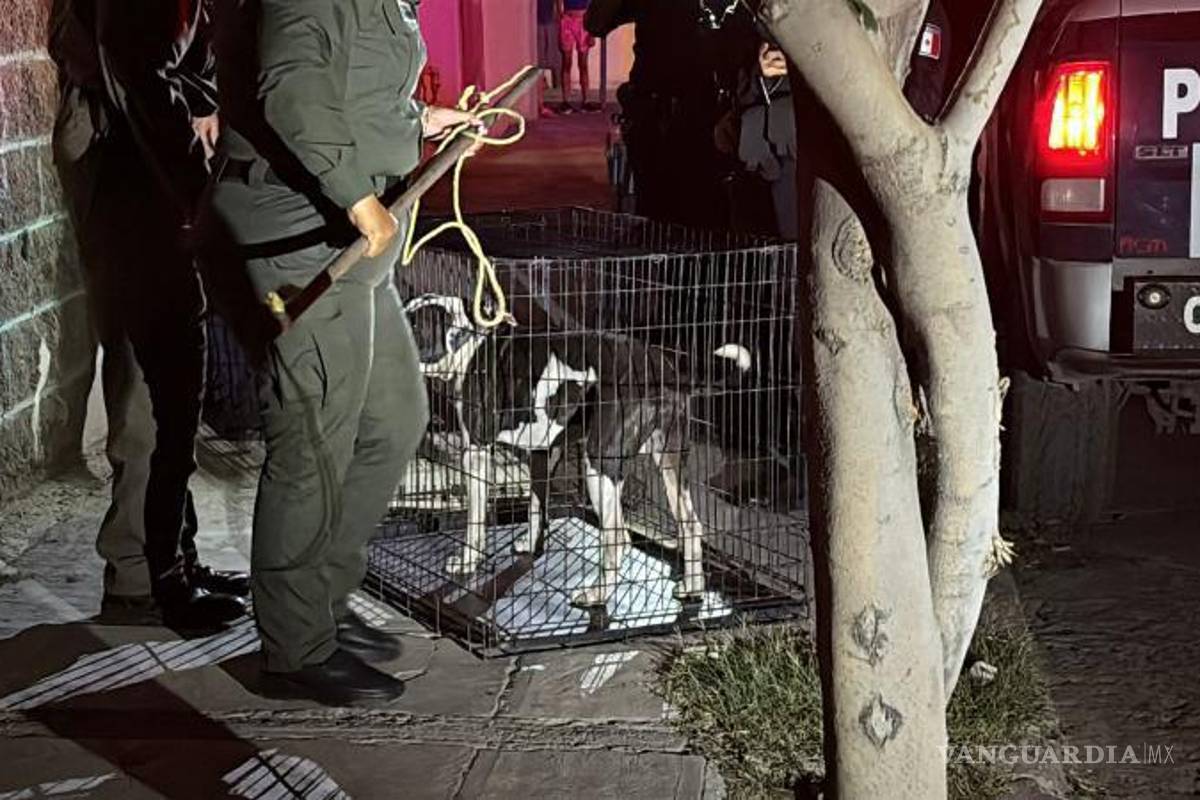 Saltillo: Dueños de mascotas deben responder por ataques