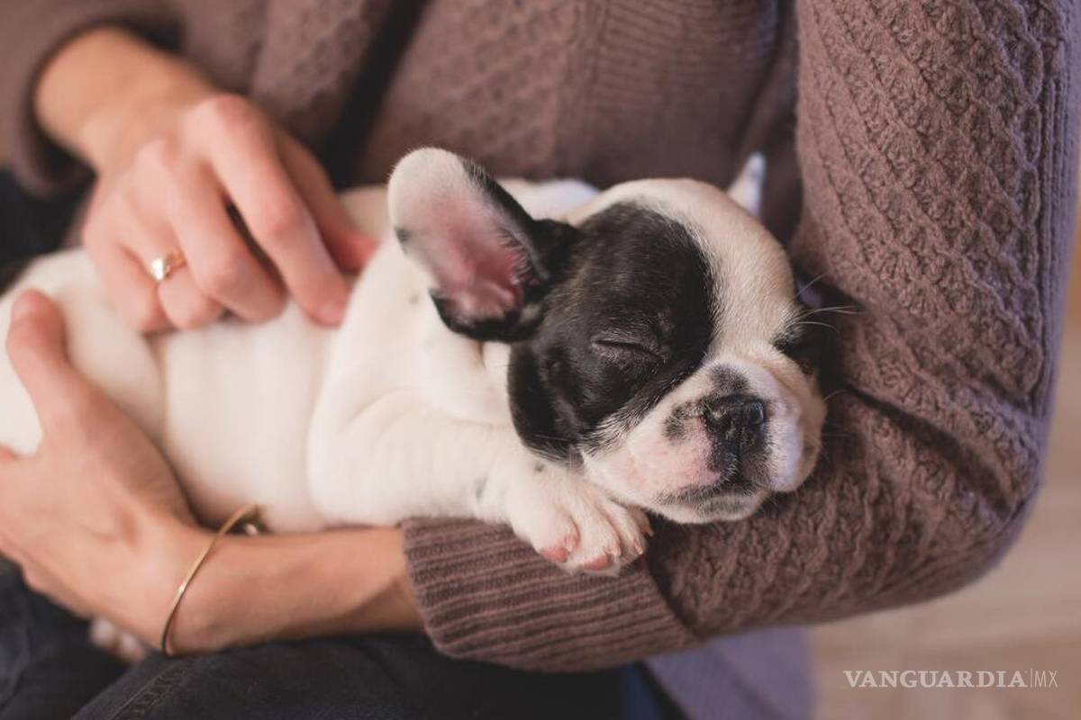 Perrhijos son reconocidos por tribunal federal