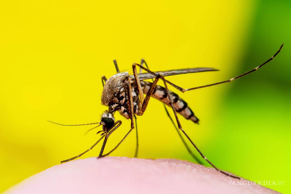 ¡Cuidado con los mosquitos! Registra Coahuila un caso de dengue