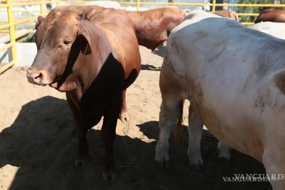 Robo de ganado en la Región Carbonífera de Coahuila genera alarma entre ejidatarios