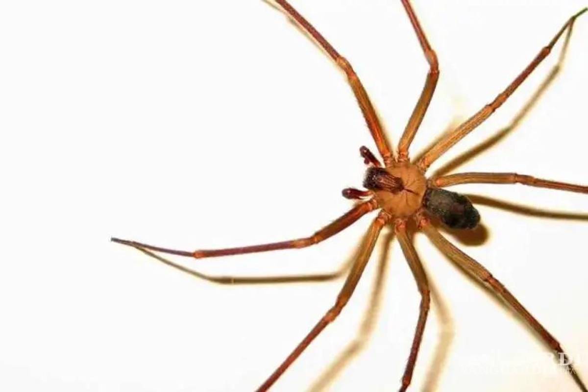 $!¿Cuándo inicia la temporada de arañas en México?... cómo saber cuáles son peligrosas y qué hacer si las vemos en casa