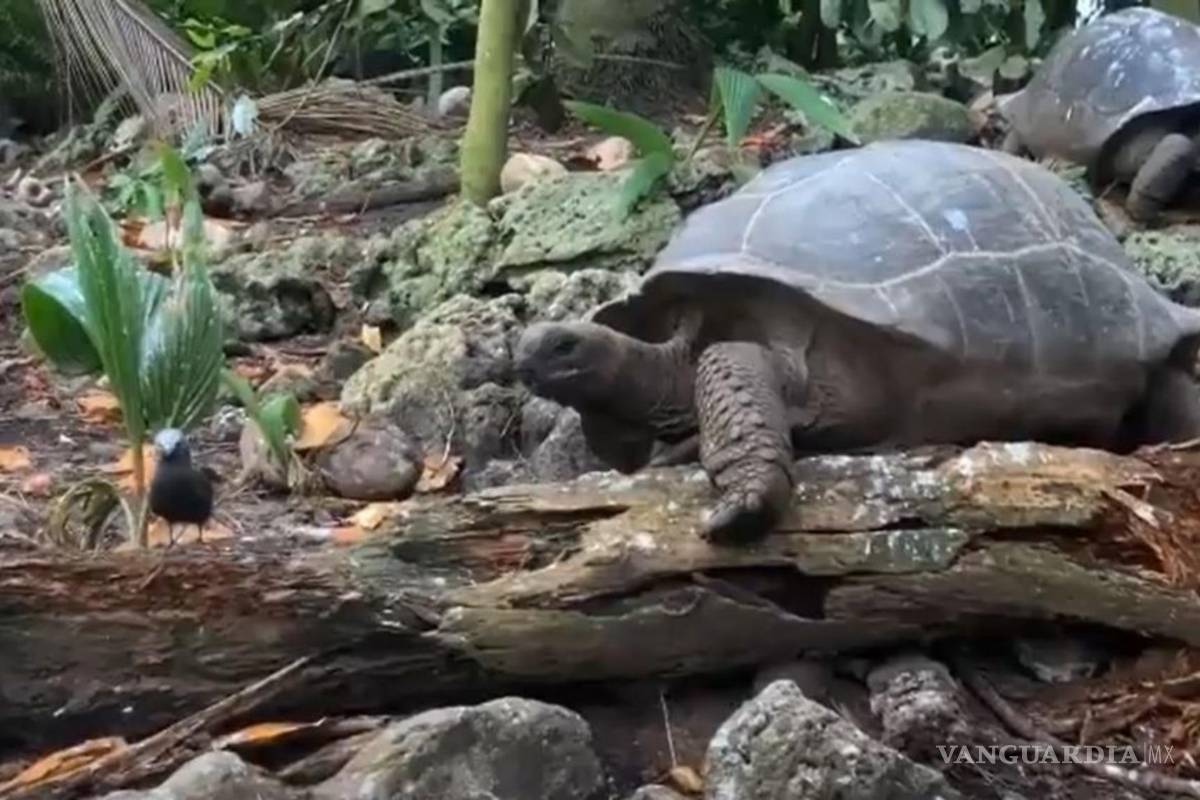 Tortuga que caza y se come un polluelo, por primera vez ante una cámara