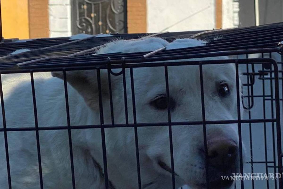$!“Toby” estuvo apunto de morir, cuando saltó del techo de su casa con una correa amarrada al cuello.