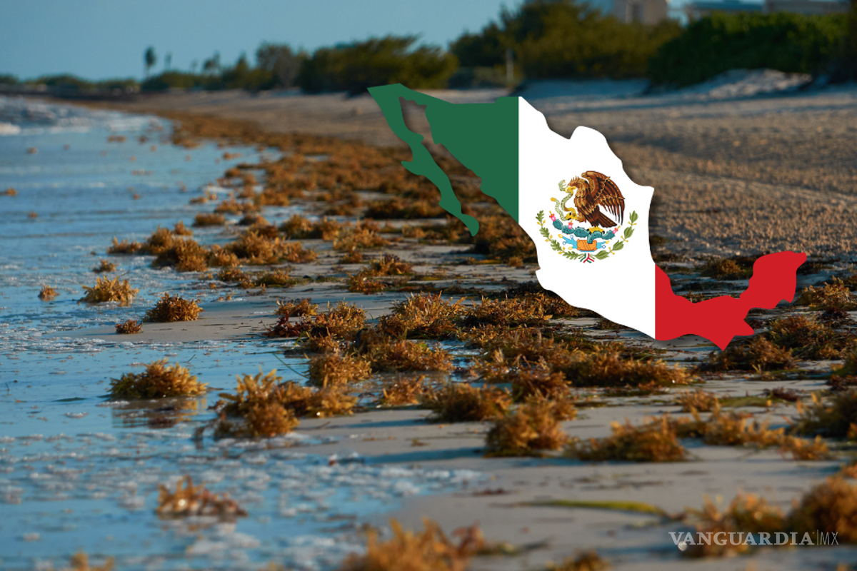 Cinturón masivo de sargazo avanza por el Atlántico y amenaza con un arribo sin precedentes al Caribe Mexicano