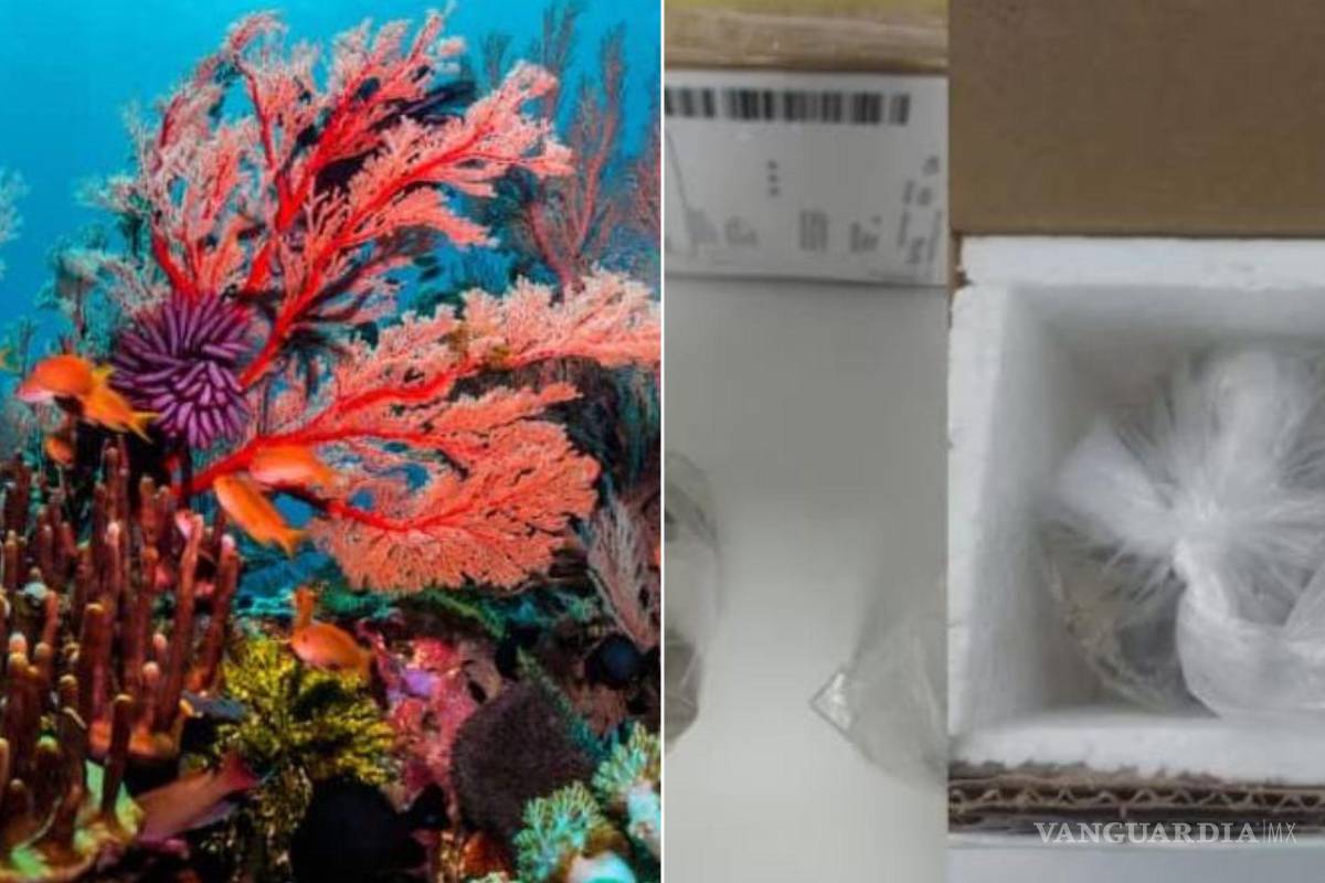 Aseguran paquete con corales vivos en Torreón, Coahuila