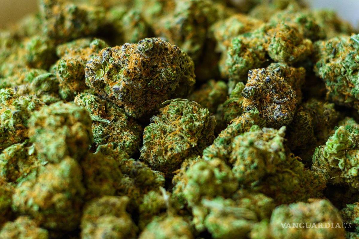 Mariguana que se ‘vende’ en tiendas en Saltillo, más cara que en EU y Canadá