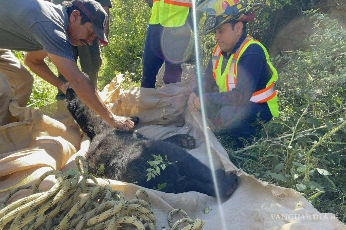 Capturan oso en la colonia Villa Universidad, en Saltillo
