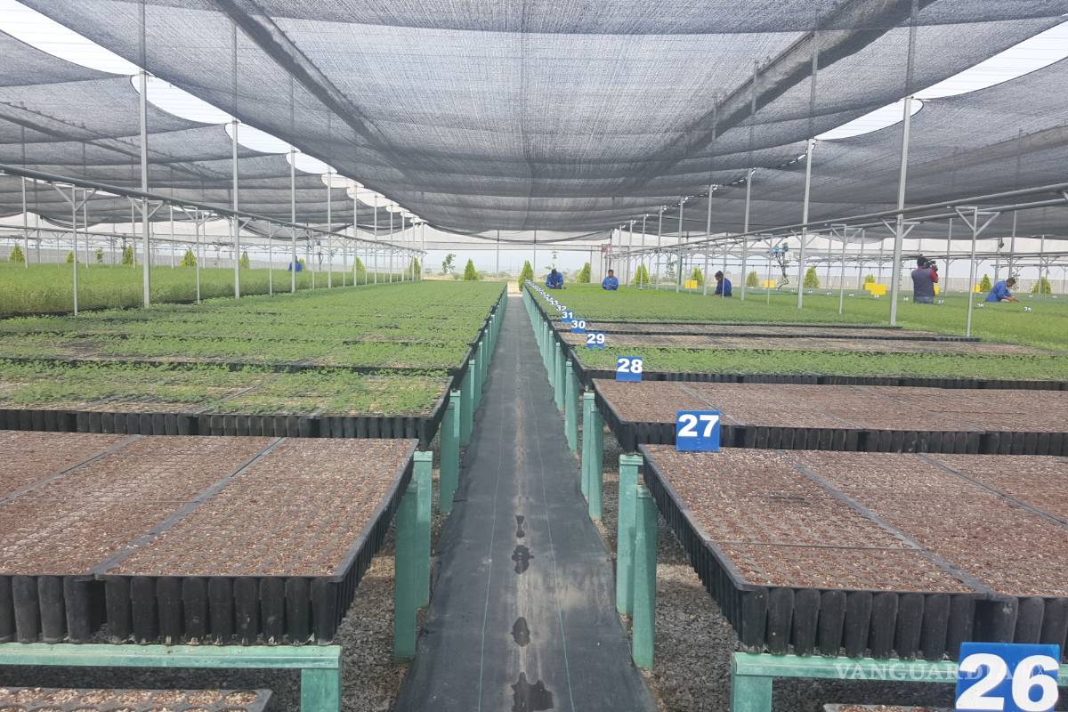 $!Vivero militar de Frontera producirá 2.5 millones de plantas