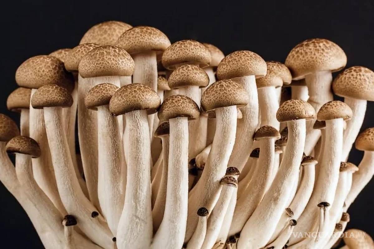 Científicos mexicanos buscan llevar la terapia con hongos de psilocibina a la salud pública en el país
