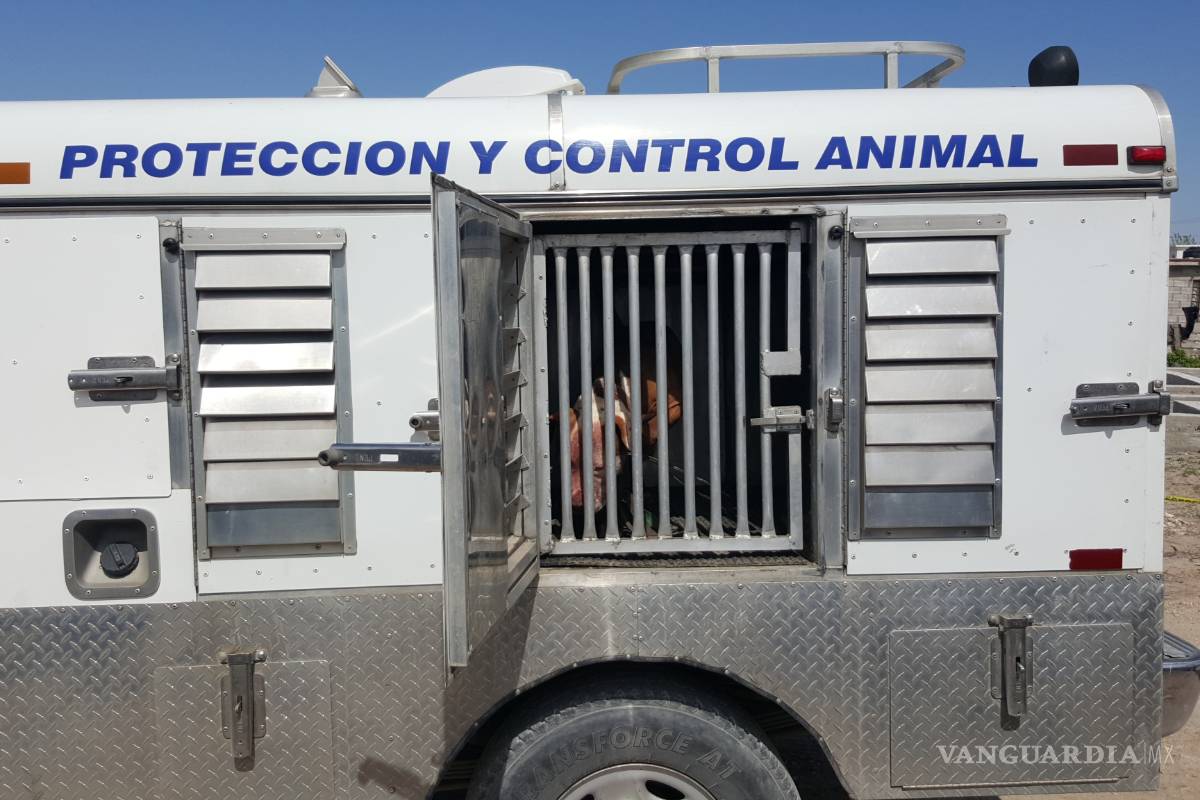 $!Despiden a ‘Chavita’; sacrifican a pitbull