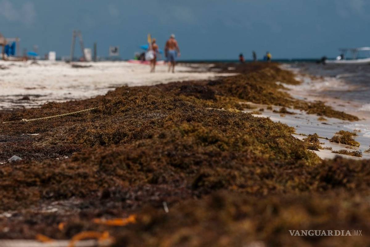 Tarifas hoteleras en Quintana Roo, a la baja por el sargazo