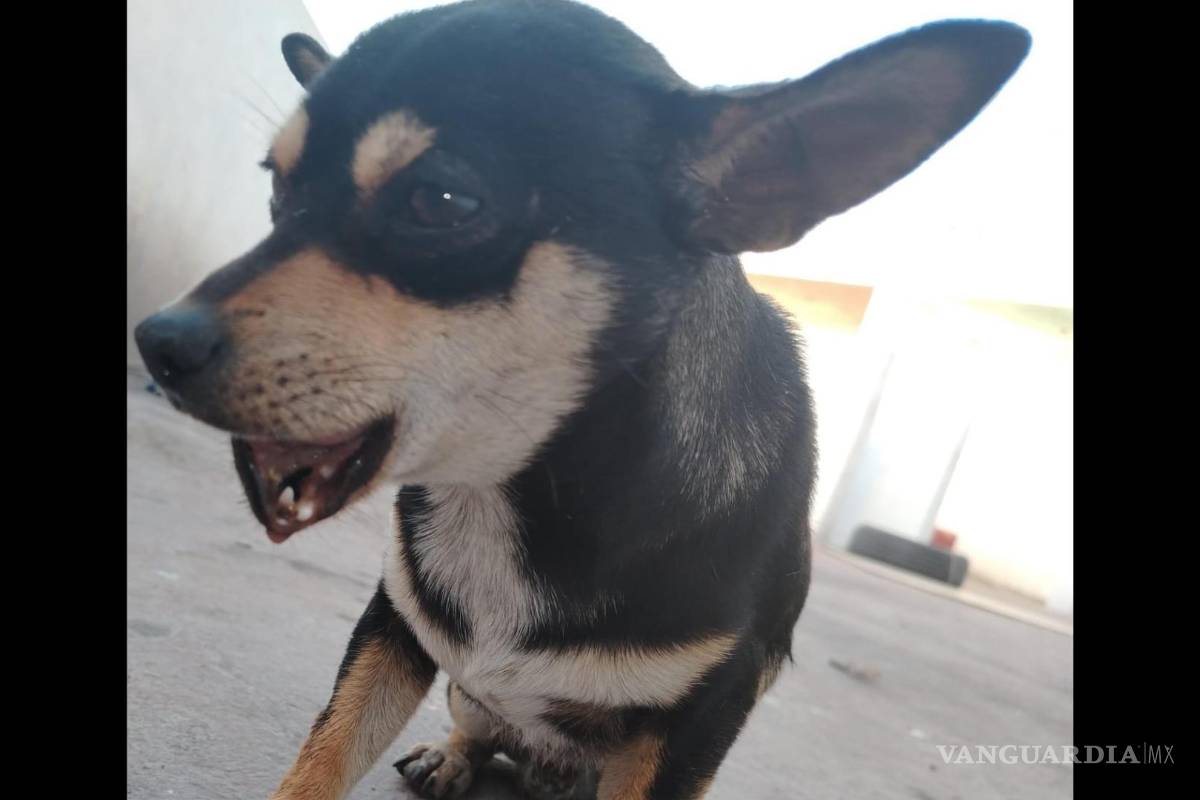 Buscan ayuda para Toby; saltillenses se unen para salvar al chihuahua herido