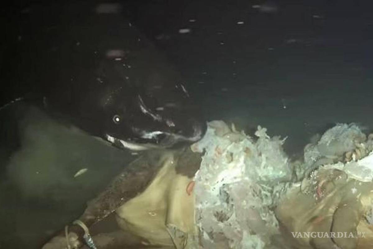 ¡De miedo!... El experimento de China en las profundidades del mar que despertó a criaturas que no deberían estar ahí