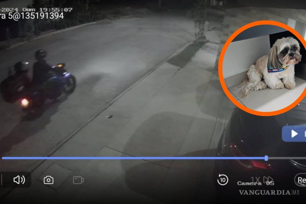 Repartidor de comida se lleva a perrito en Saltillo; familia busca desesperadamente a Sid