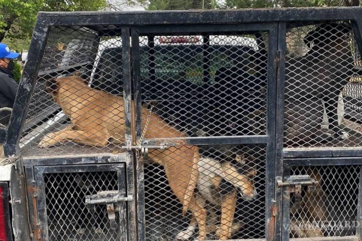 Regresan a ocho perritos a la UAAAN que se llevaron a Control Canino