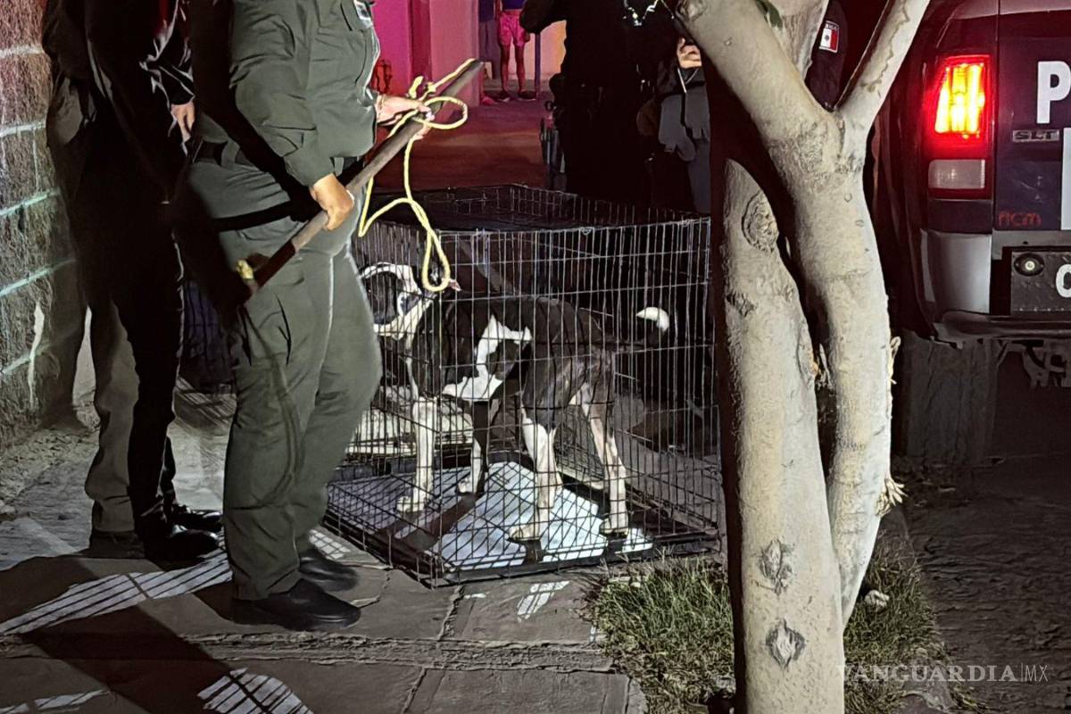 Saltillo: hombre es mordido por un perro y para colmo dueño del animal se lleva su celular