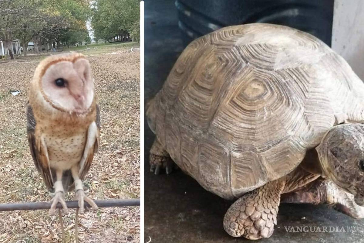 Tortuga con tres patas y media y una lechuza son buscadas en Saltillo tras extraviarse el fin de semana