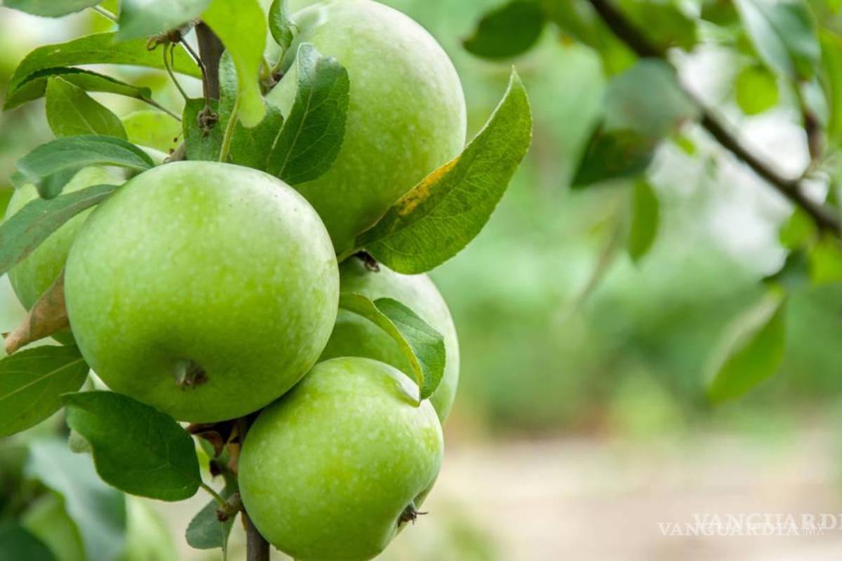 A pesar de la sequía y el mal clima, Arteaga se posiciona en segundo lugar como productor de manzana a nivel nacional