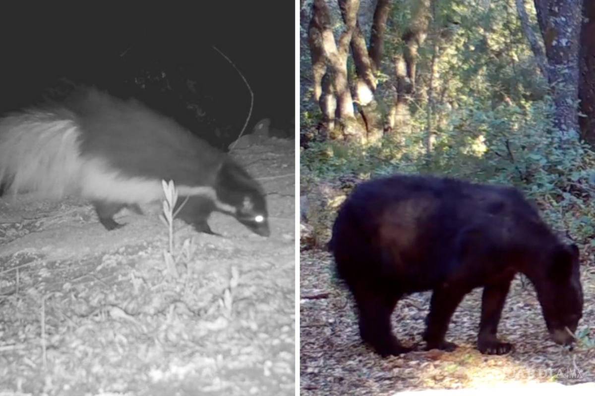 ‘No alimenten a los animales salvajes, es riesgoso para ellos’: especialistas en Saltillo tras avistamientos