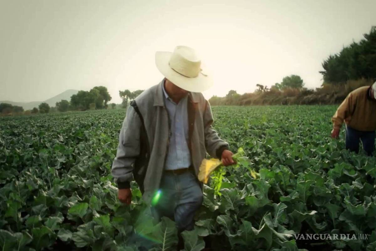 Sector agroalimentario en México tiene que diversificarse