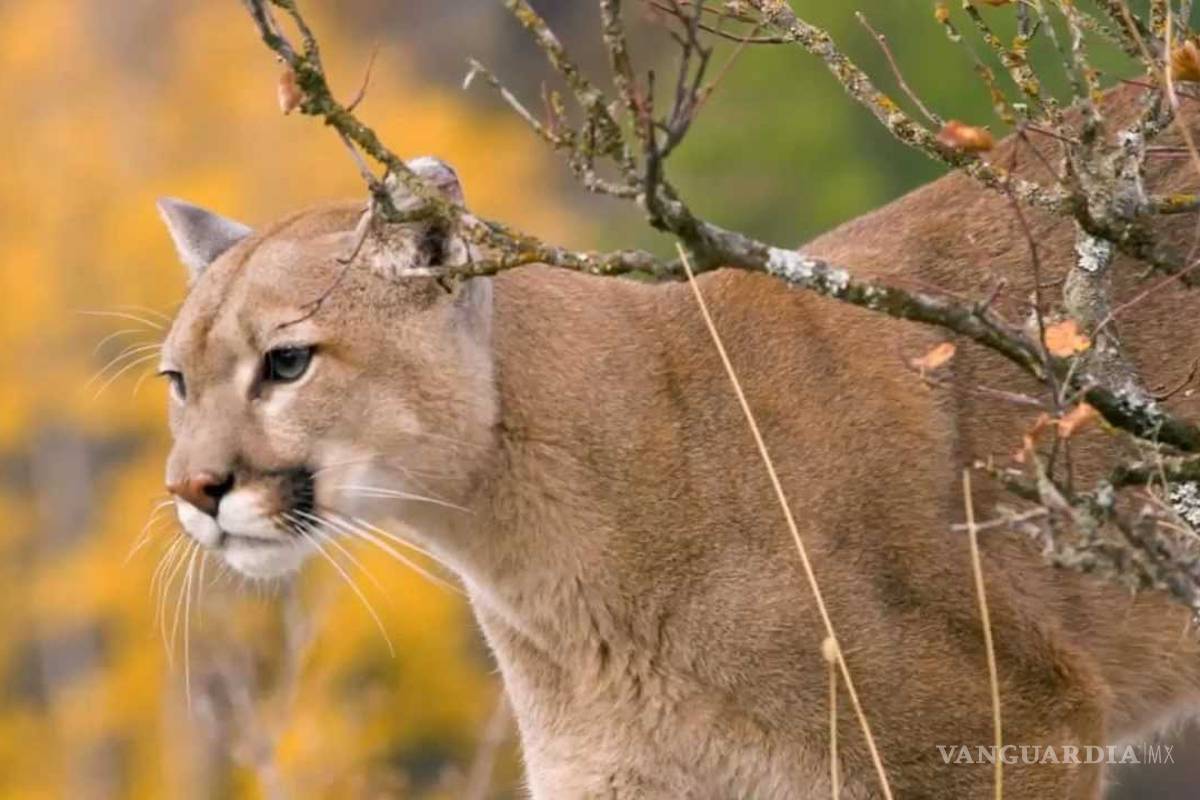 Manada de pumas aterrorizan a ejidos de Actopan, Hidalgo
