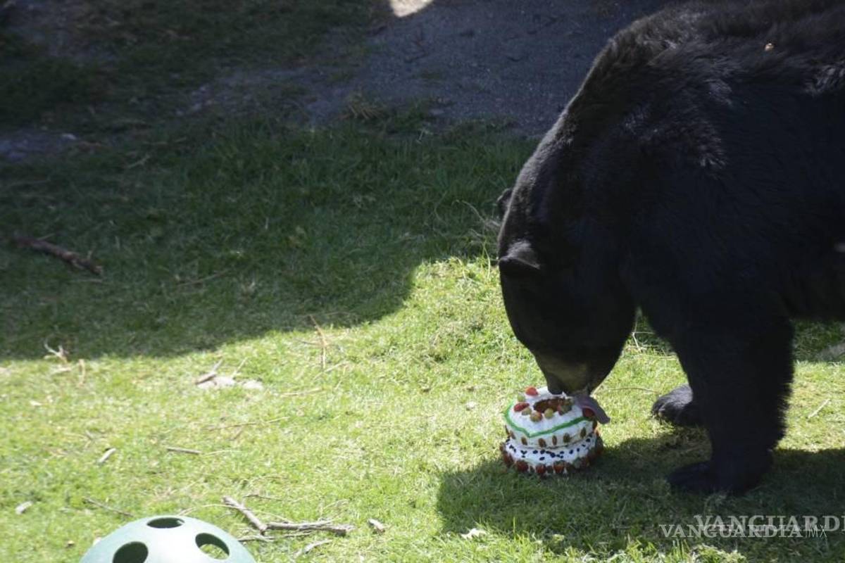 $!Algunos osos han festejado su cumpleaños en las instalaciones del museo.