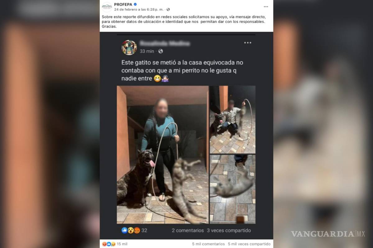 Investigan a mujer de Coahuila por mostrar felino protegido muerto en redes sociales