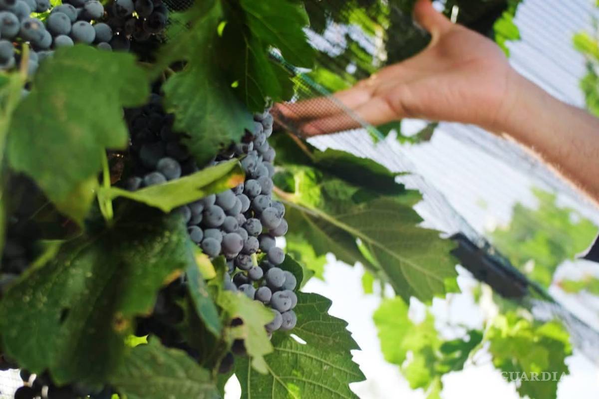 San Juan de la Vaquería, rojo corazón