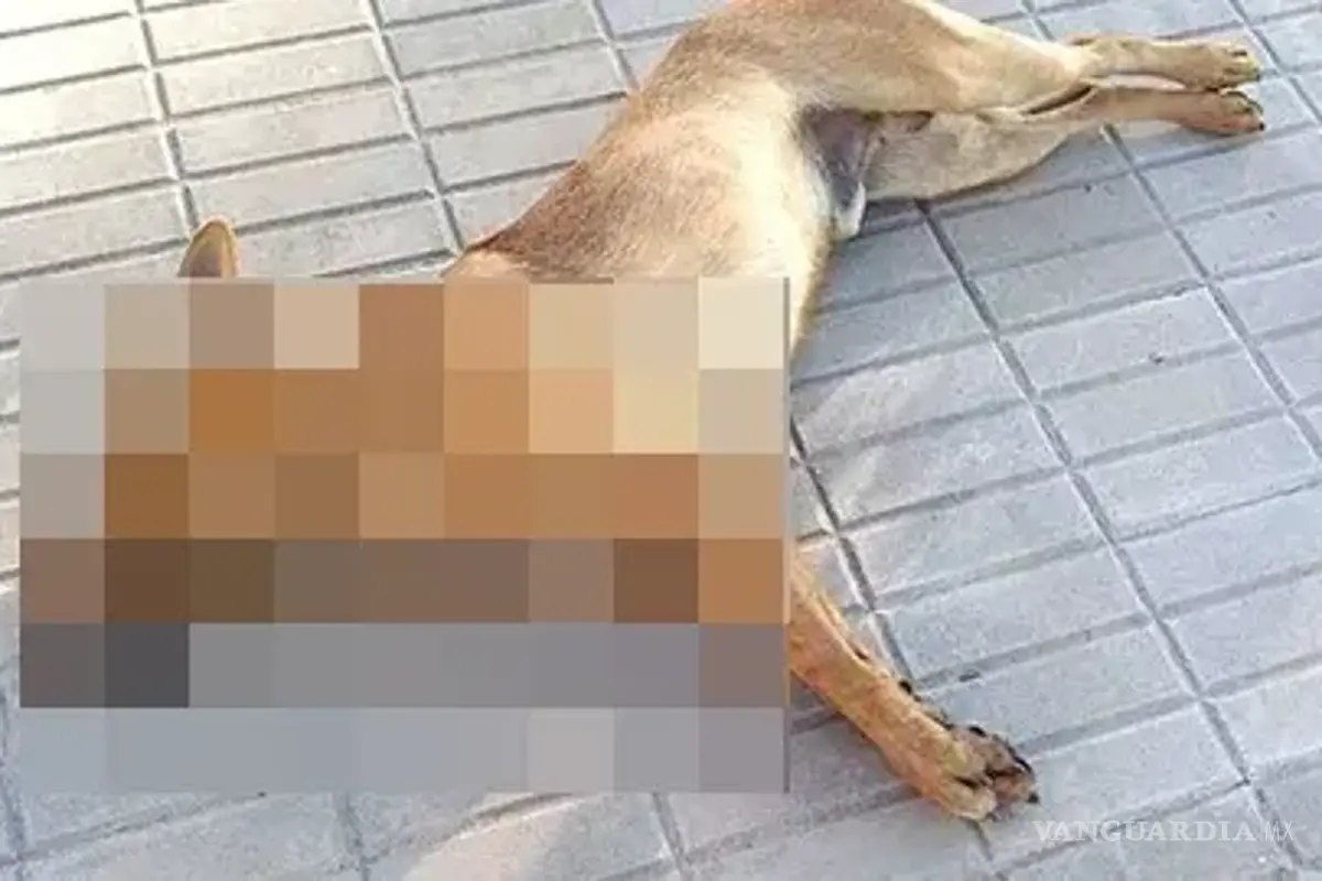 Saltillo: sujeto es acusado de envenenar a un perrito y dañar propiedad privada; se niega a pagar