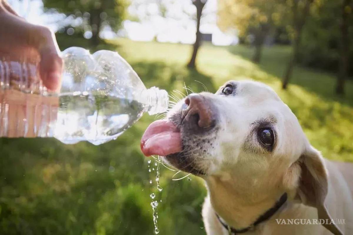 Alerta veterinario de Acuña contra golpe de calor a mascotas, poco sol y mucha agua es clave