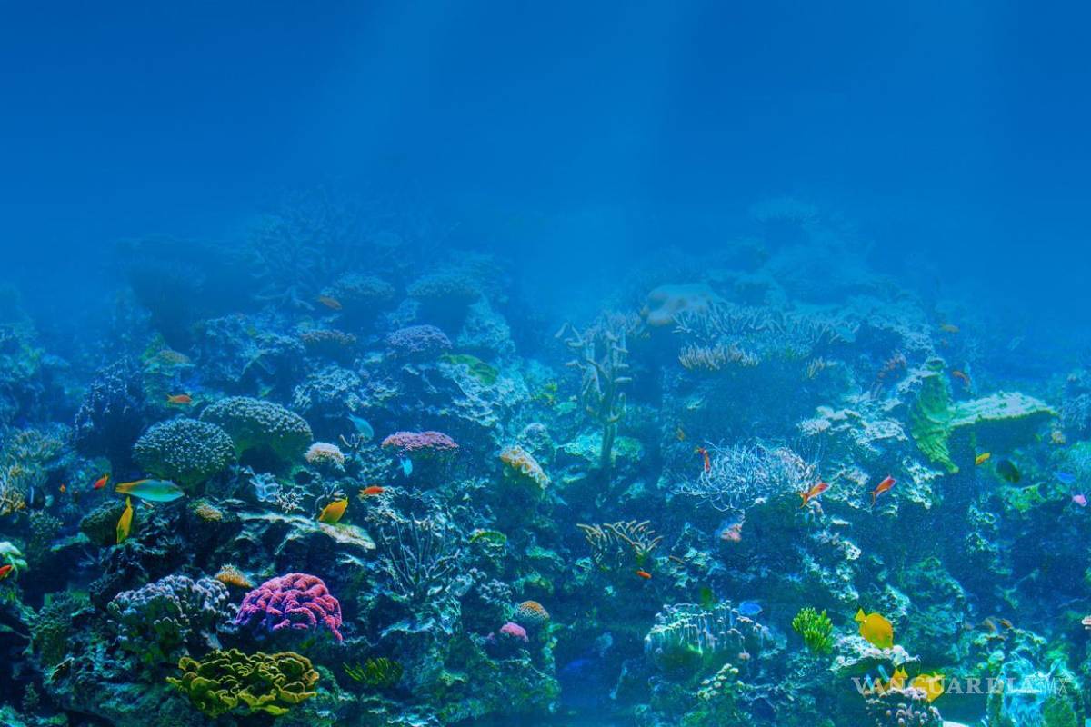 Temperatura de los océanos sube de forma imparable