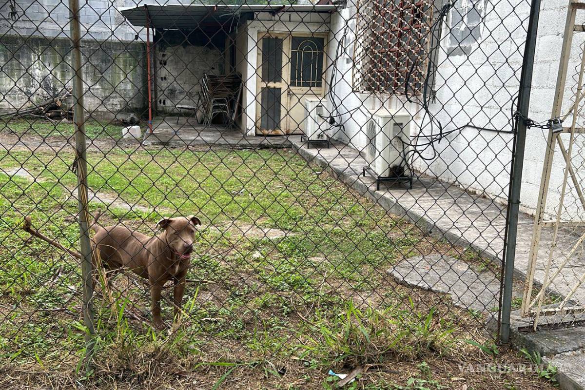 Tres menores lesionados por ataque de perro pitbull en secundaria en Monterrey