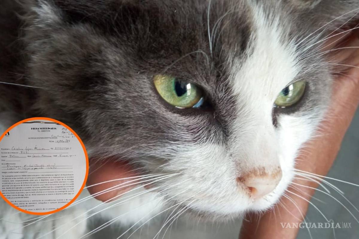 Gatito de 5 meses fue víctima de abuso en Saltillo; dueña pide ayuda para gastos médicos