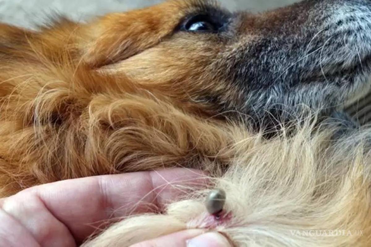 Acuña: Llama veterinario a prevenir enfermedades provocadas por mordedura de garrapatas