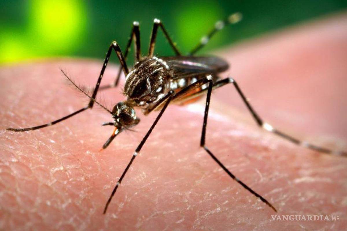¿Vacunar mosquitos? Así van a combatir el dengue en América