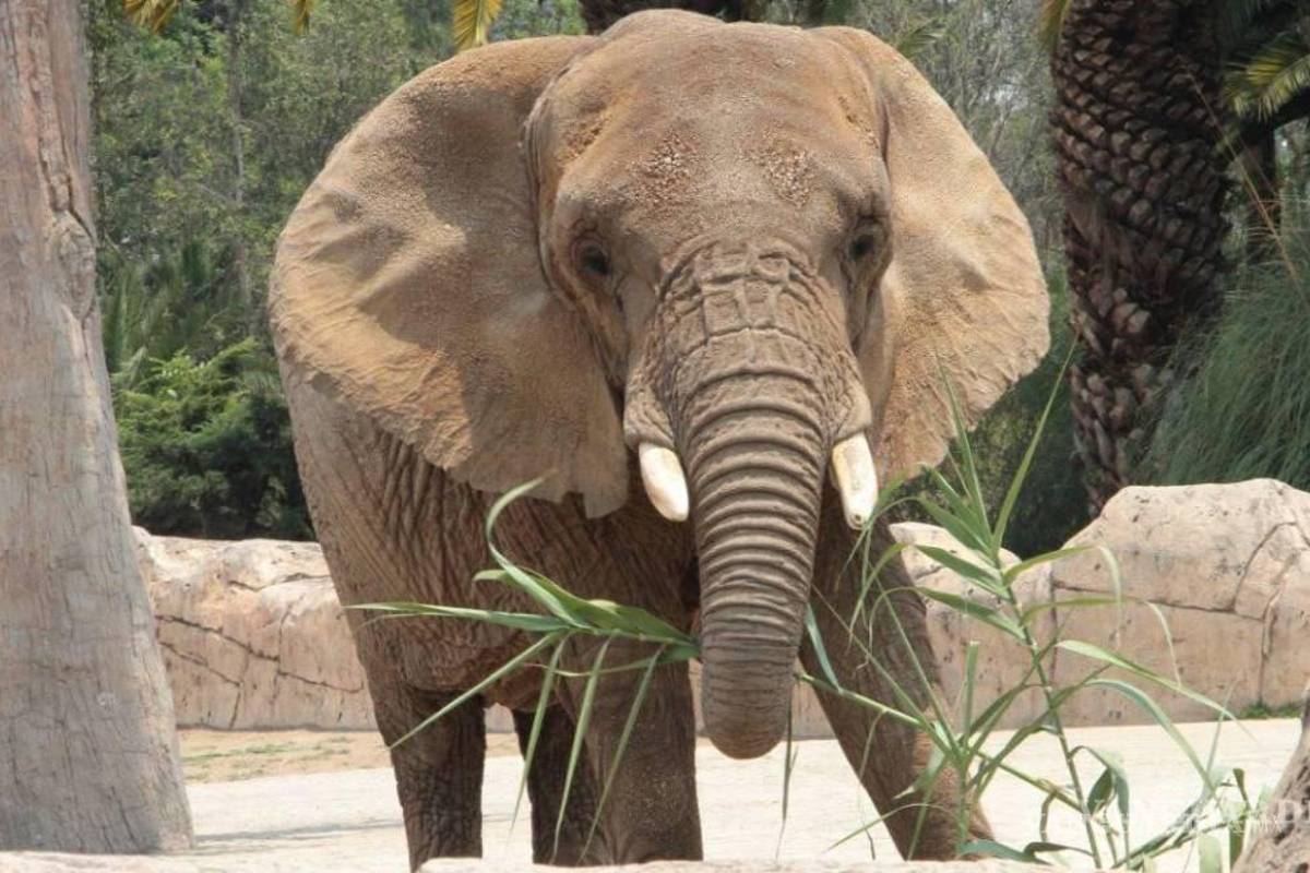 Jueza federal concede amparo a Ely, la elefanta más triste del mundo