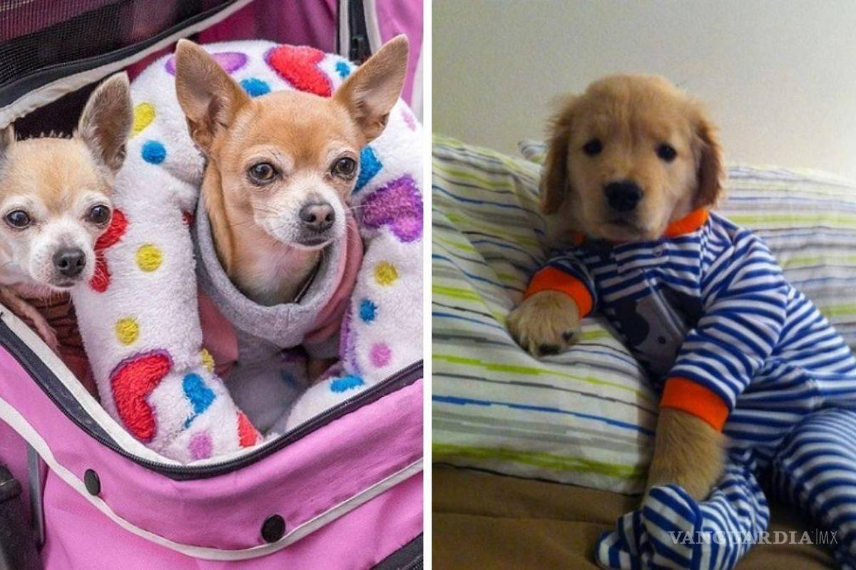 ¿Cómo proteger a mi perrito y otras mascotas del frío?