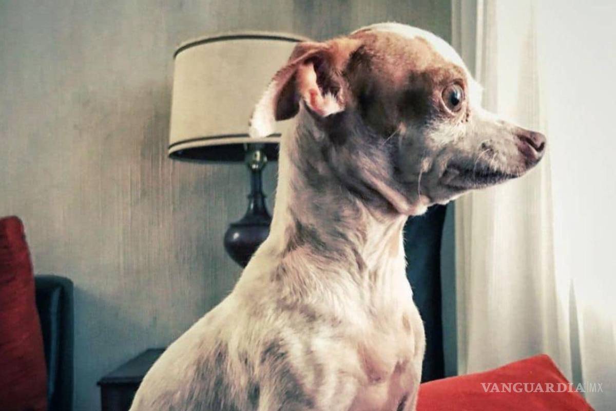 ‘Tiene cataratas y necesita de nosotros’; piden ayuda para encontrar a perrita chihuahua en Saltillo