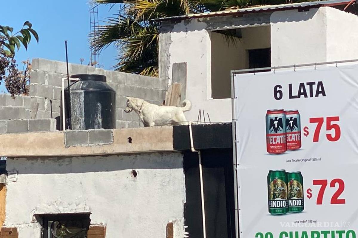 Rescatan a perrita de fallecer en negocio de Saltillo; intentó saltar del techo